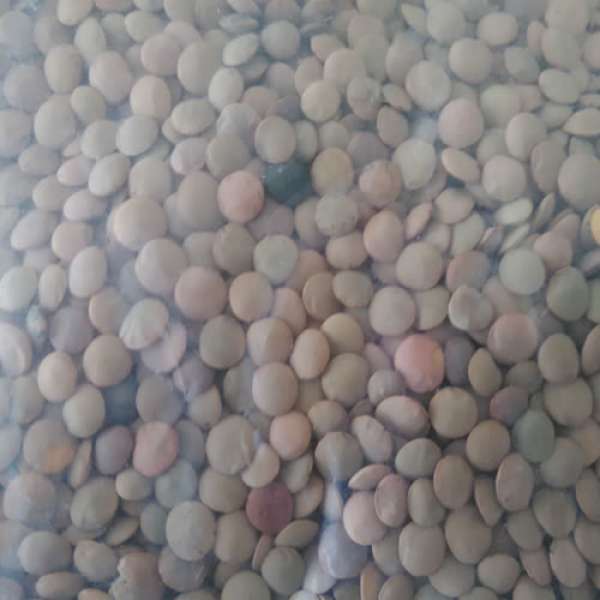 Lentilhas Verdes Bio