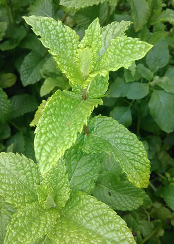 Hortelã Bio, molho 50 gr