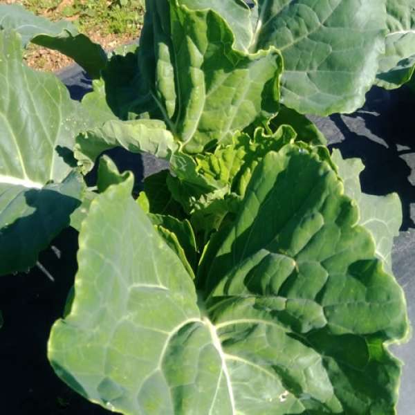 Folhas Couve Galega Bio